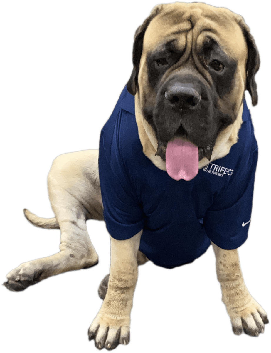 Dog wearing Trifecta shirt